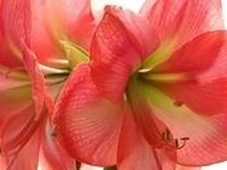 consegna fiori per anniversari