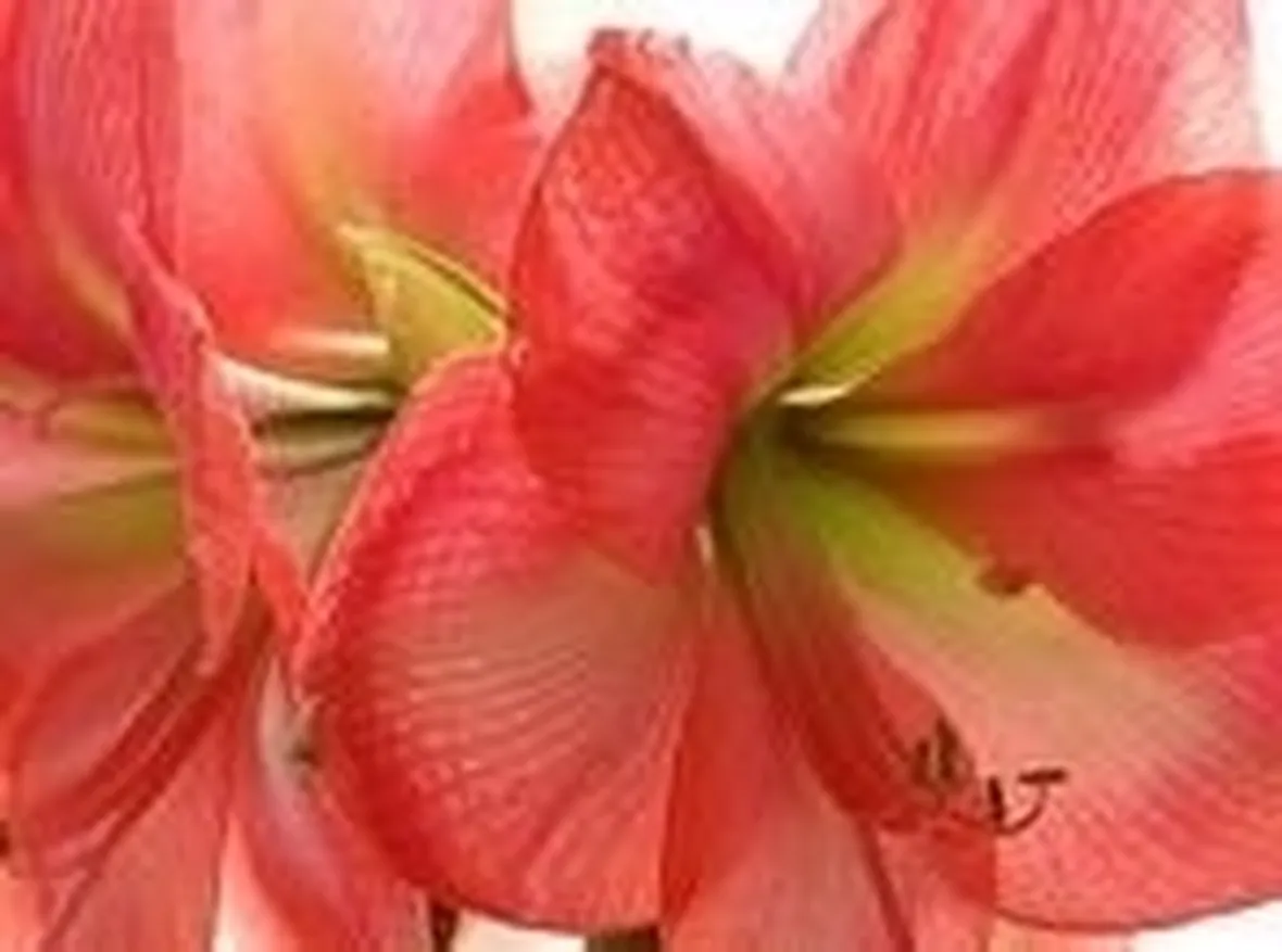 consegna fiori per anniversari