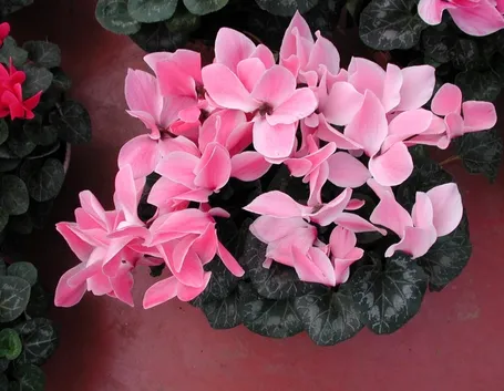 consegna fiori per aziendali-1