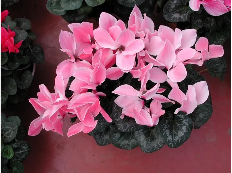 consegna fiori per aziendali-1