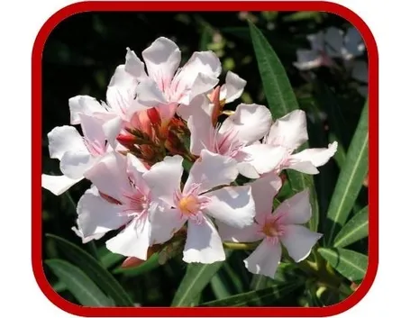 consegna fiori per condoglianze