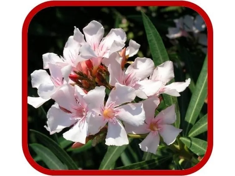 consegna fiori per condoglianze