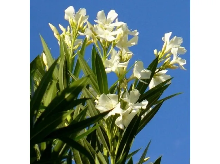 consegna fiori per dirti che-1
