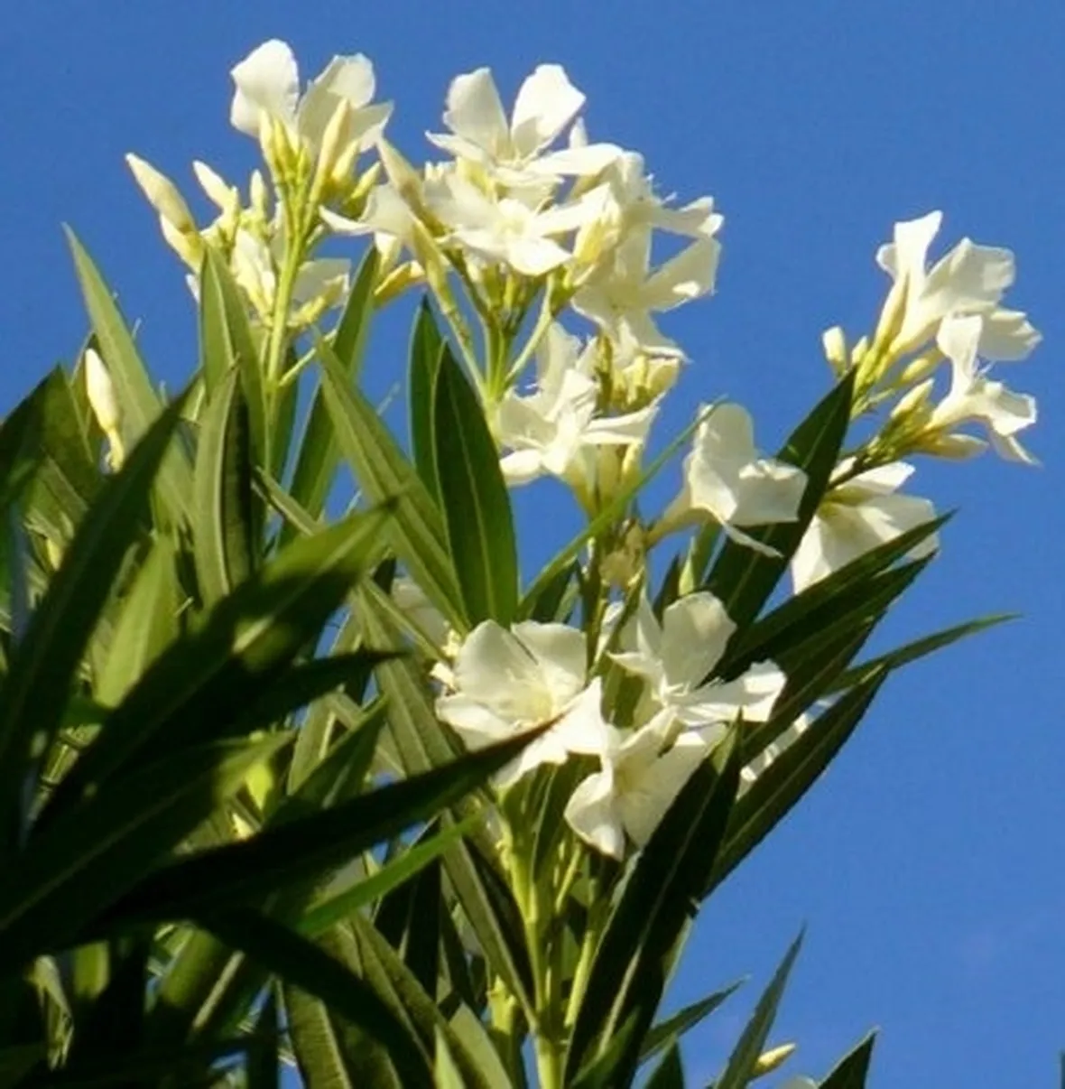 consegna fiori per dirti che-1