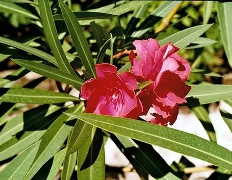 consegna fiori per fiocco rosa