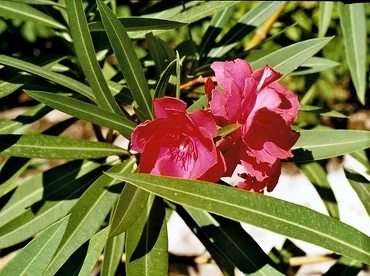 consegna fiori per fiocco rosa