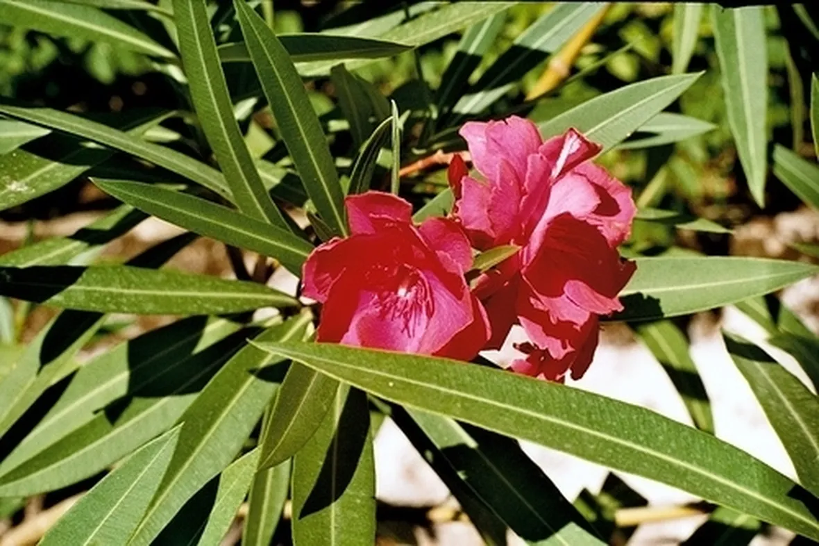 consegna fiori per fiocco rosa
