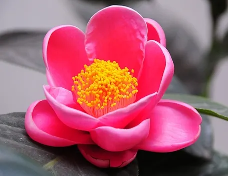 consegna fiori per guarigioni