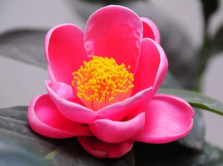 consegna fiori per guarigioni