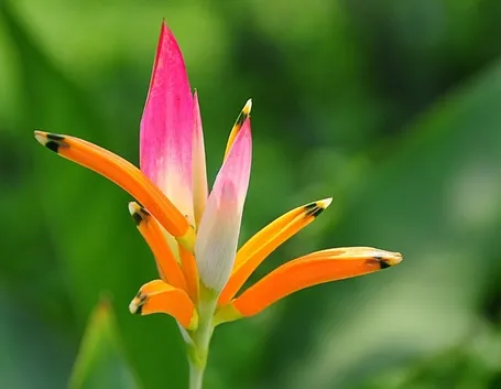 consegna fiori per laurea e diploma-1
