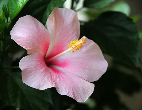 consegna fiori per lei-1