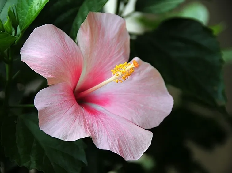 consegna fiori per lei-1