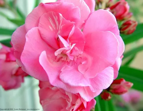 consegna fiori per lei