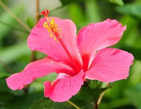 consegna fiori per lui-1