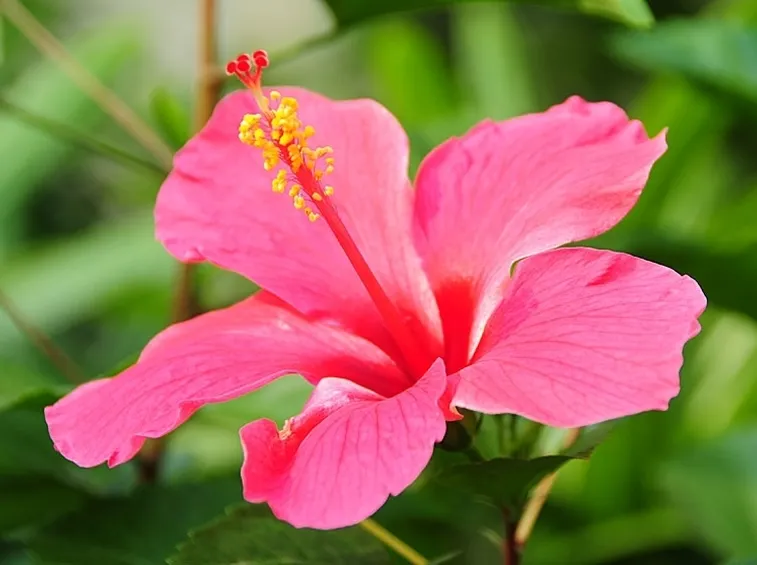 consegna fiori per lui-1