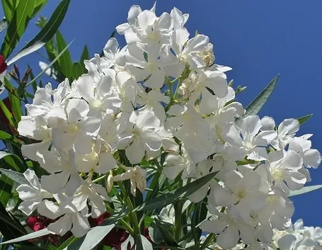 consegna fiori per lutto-1