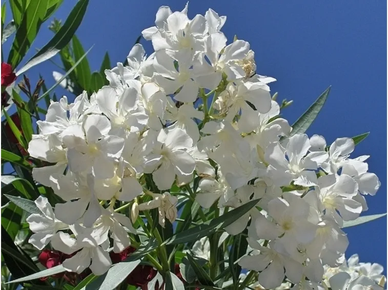 consegna fiori per lutto-1