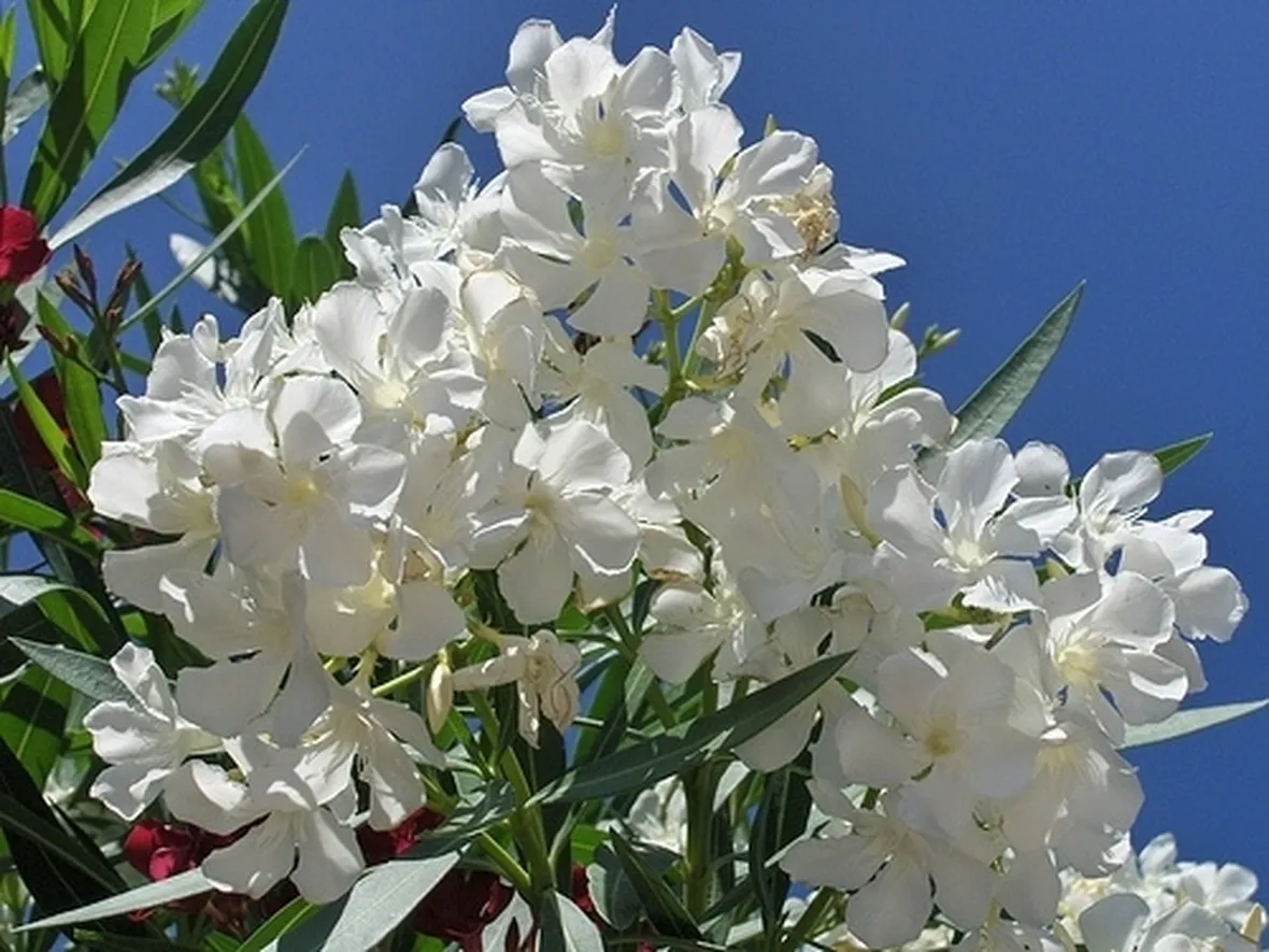 consegna fiori per lutto-1