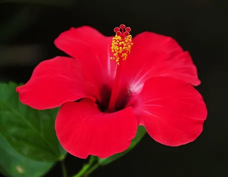 consegna fiori per lutto