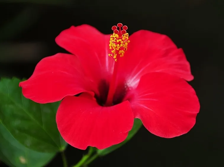 consegna fiori per lutto
