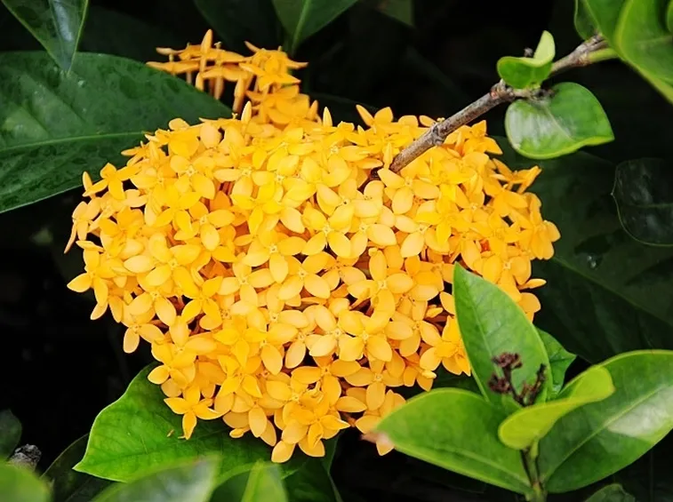 consegna fiori per maggiore et?