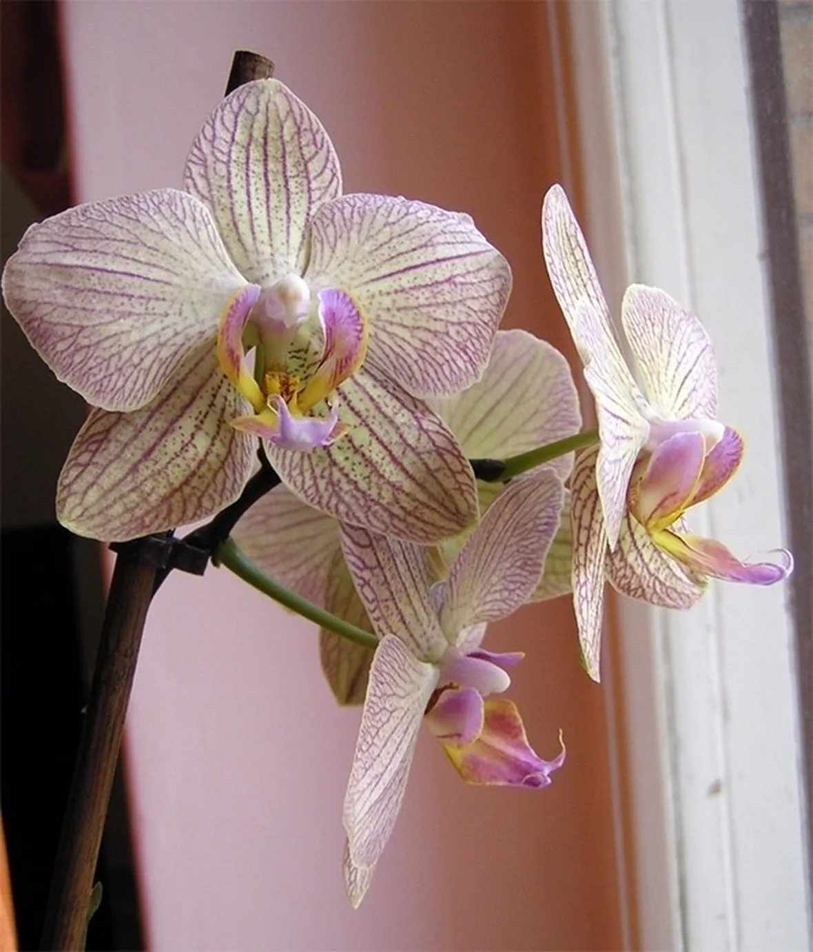 consegna fiori per mi dispiace-1
