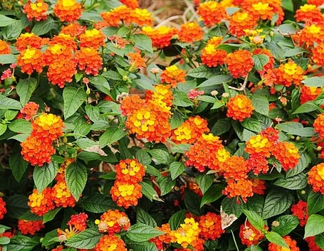 consegna fiori per mi dispiace