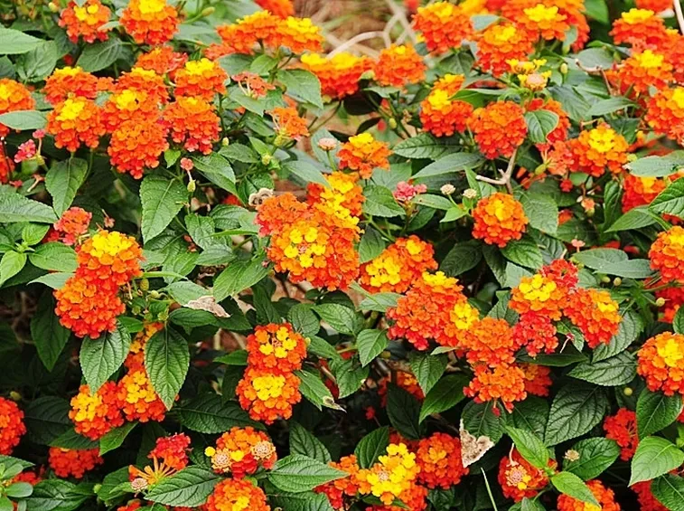 consegna fiori per mi dispiace