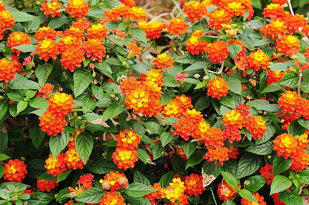 consegna fiori per mi dispiace
