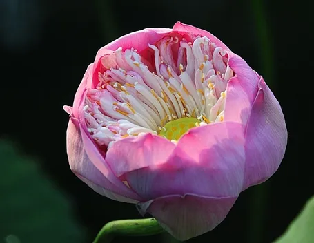 consegna fiori per nascita