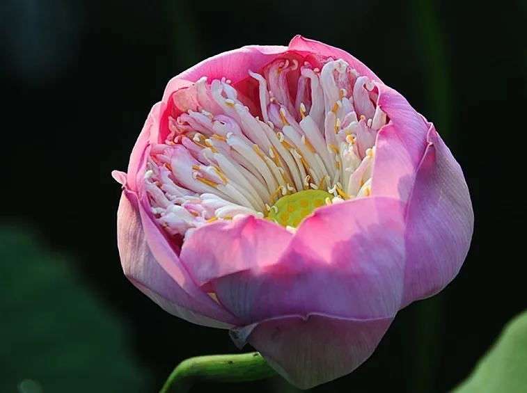consegna fiori per nascita