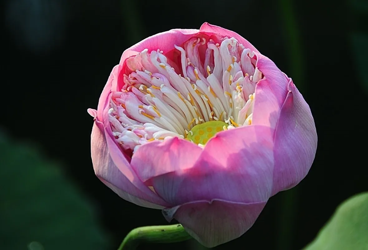 consegna fiori per nascita