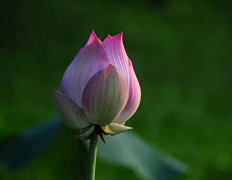 consegna fiori per natale buon anno-1