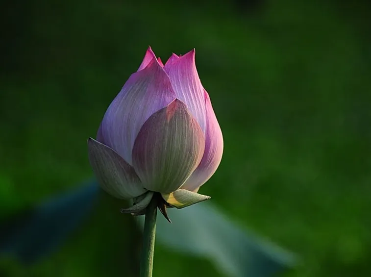 consegna fiori per natale buon anno-1