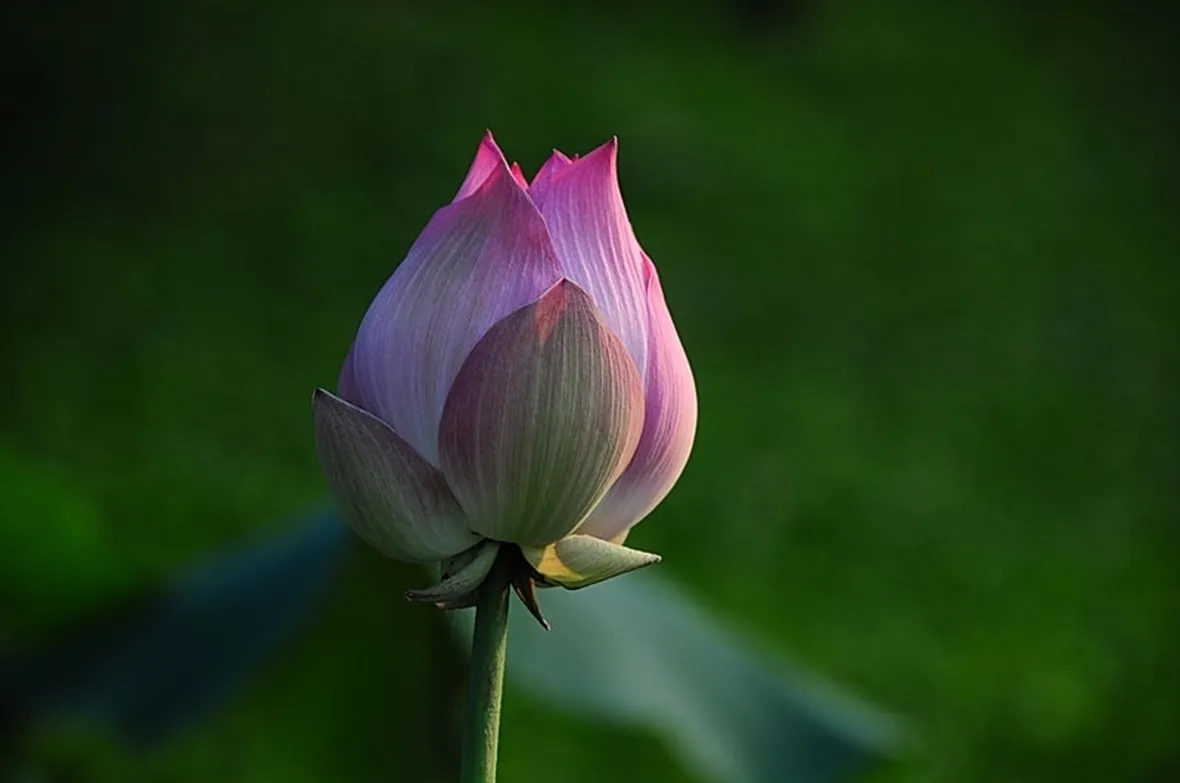 consegna fiori per natale buon anno-1