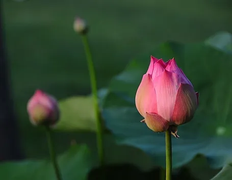 consegna fiori per nozze-1