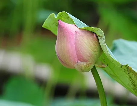 consegna fiori per nozze argento-oro-1