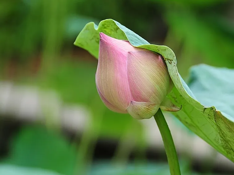consegna fiori per nozze argento-oro-1