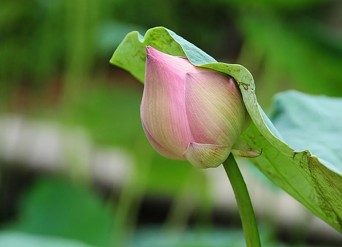 consegna fiori per nozze argento-oro-1