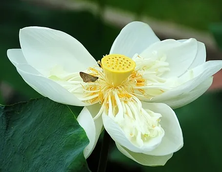 consegna fiori per onomastico-1