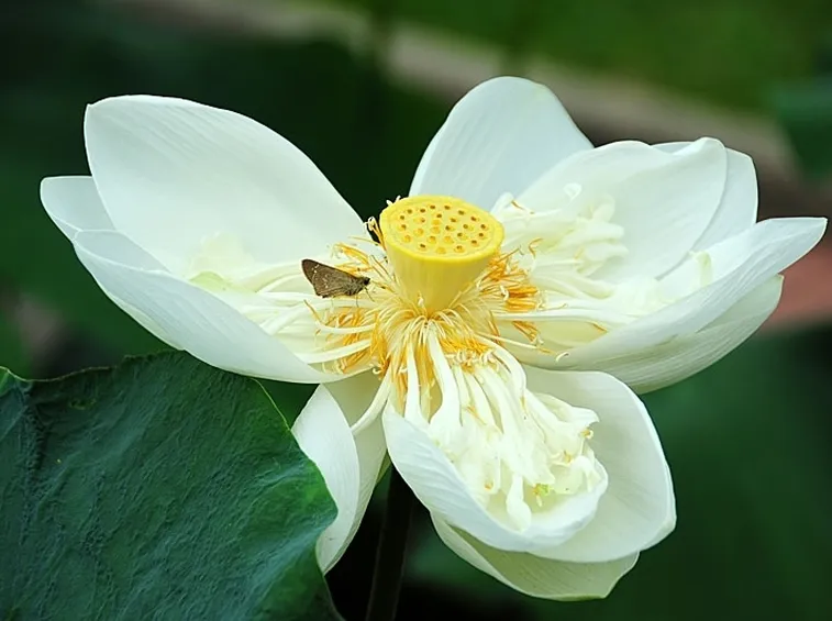 consegna fiori per onomastico-1