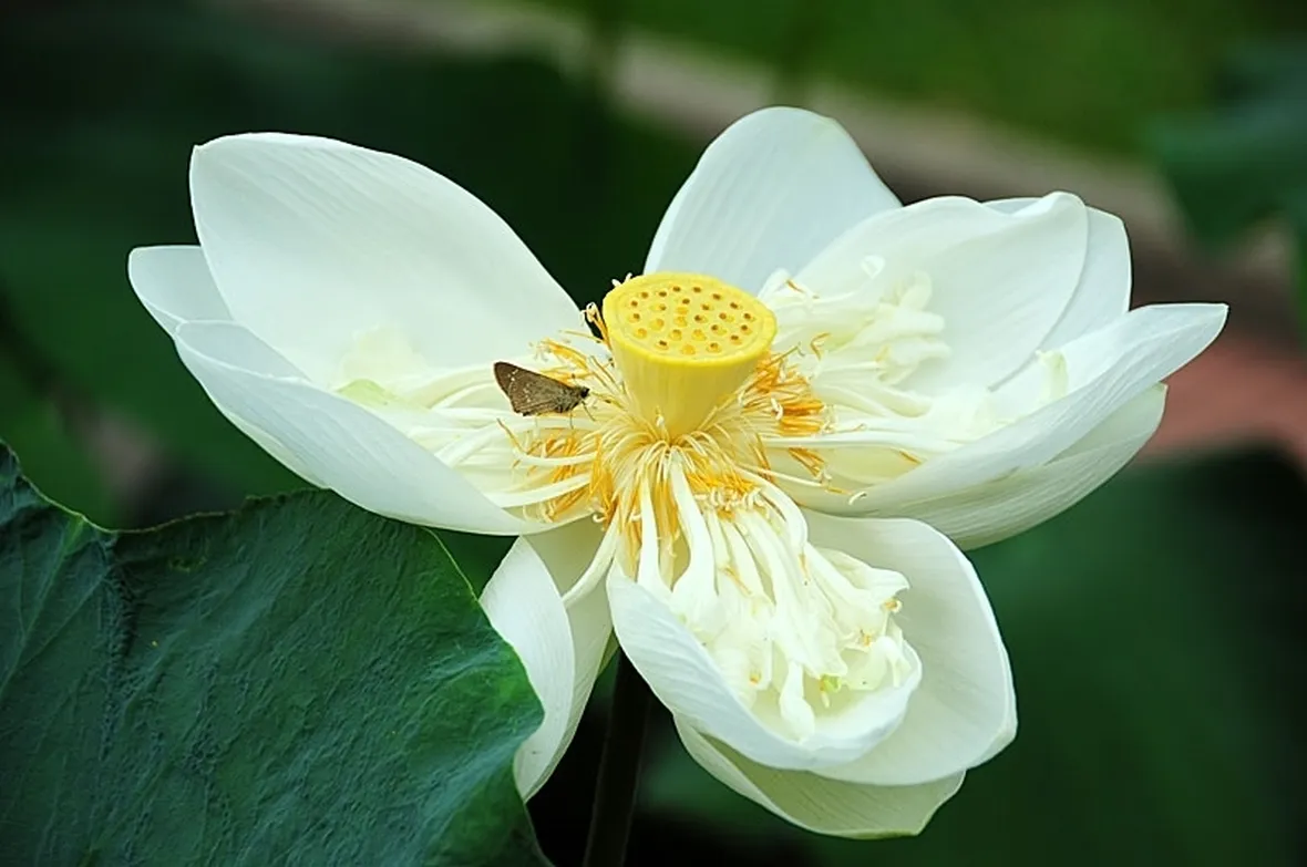 consegna fiori per onomastico-1