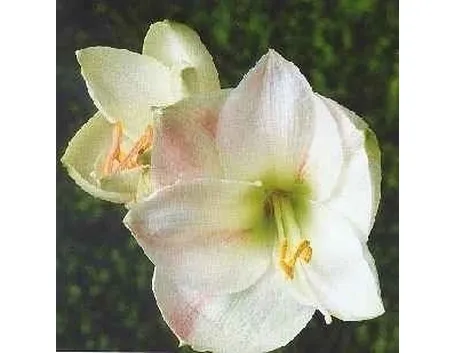 consegna fiori per onomastico