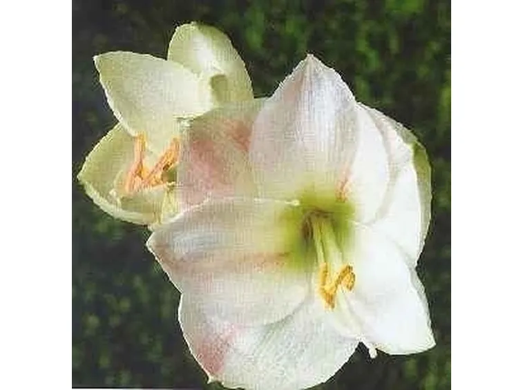 consegna fiori per onomastico