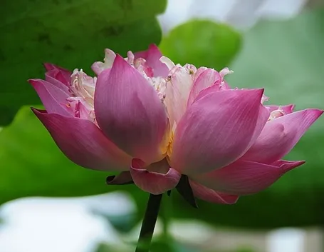 consegna fiori per regalo-1