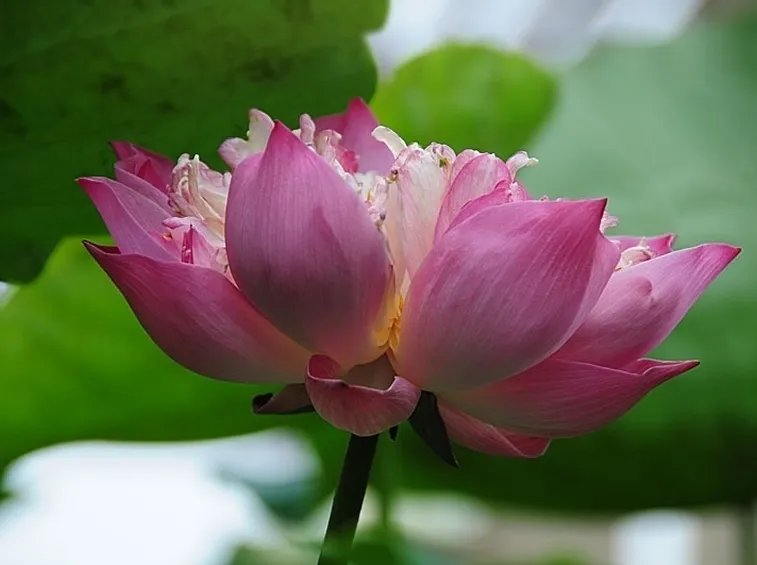 consegna fiori per regalo-1
