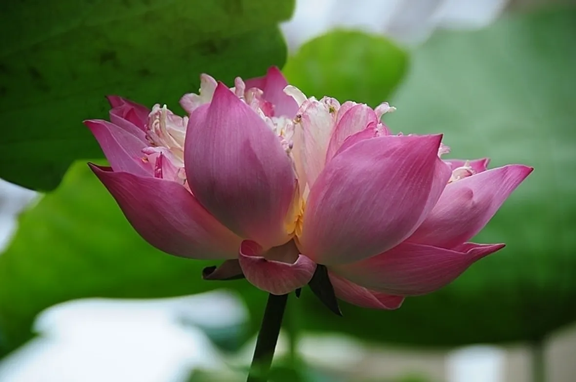 consegna fiori per regalo-1