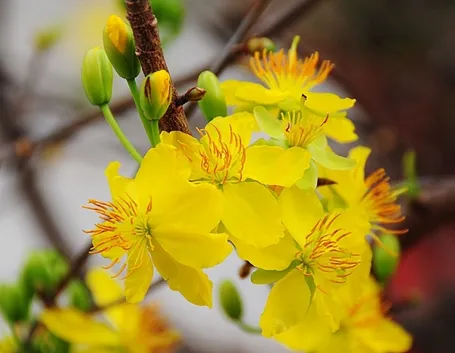 consegna fiori per ringraziamenti