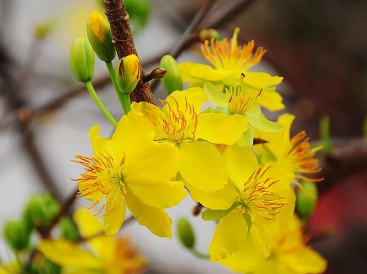consegna fiori per ringraziamenti