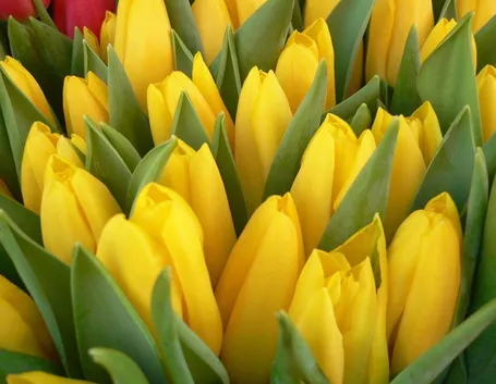 fiori Giugliano in Campania